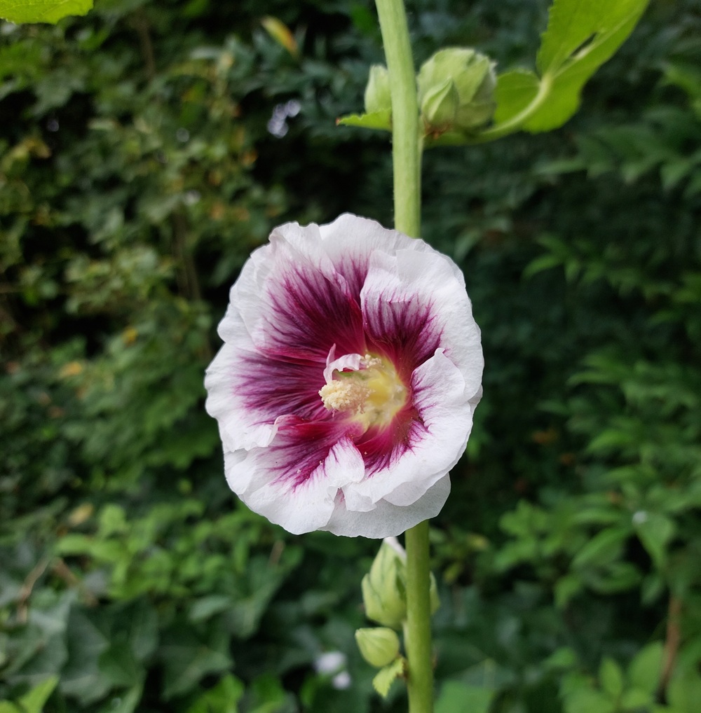 Alcea rosea 'Crème de Cassis'