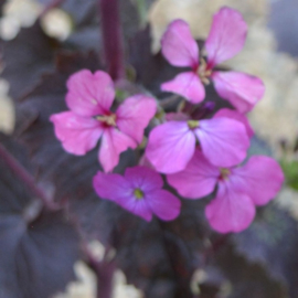 Lunaria - Veronicastrum