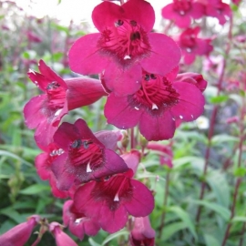 Penstemon 'Rich Ruby'