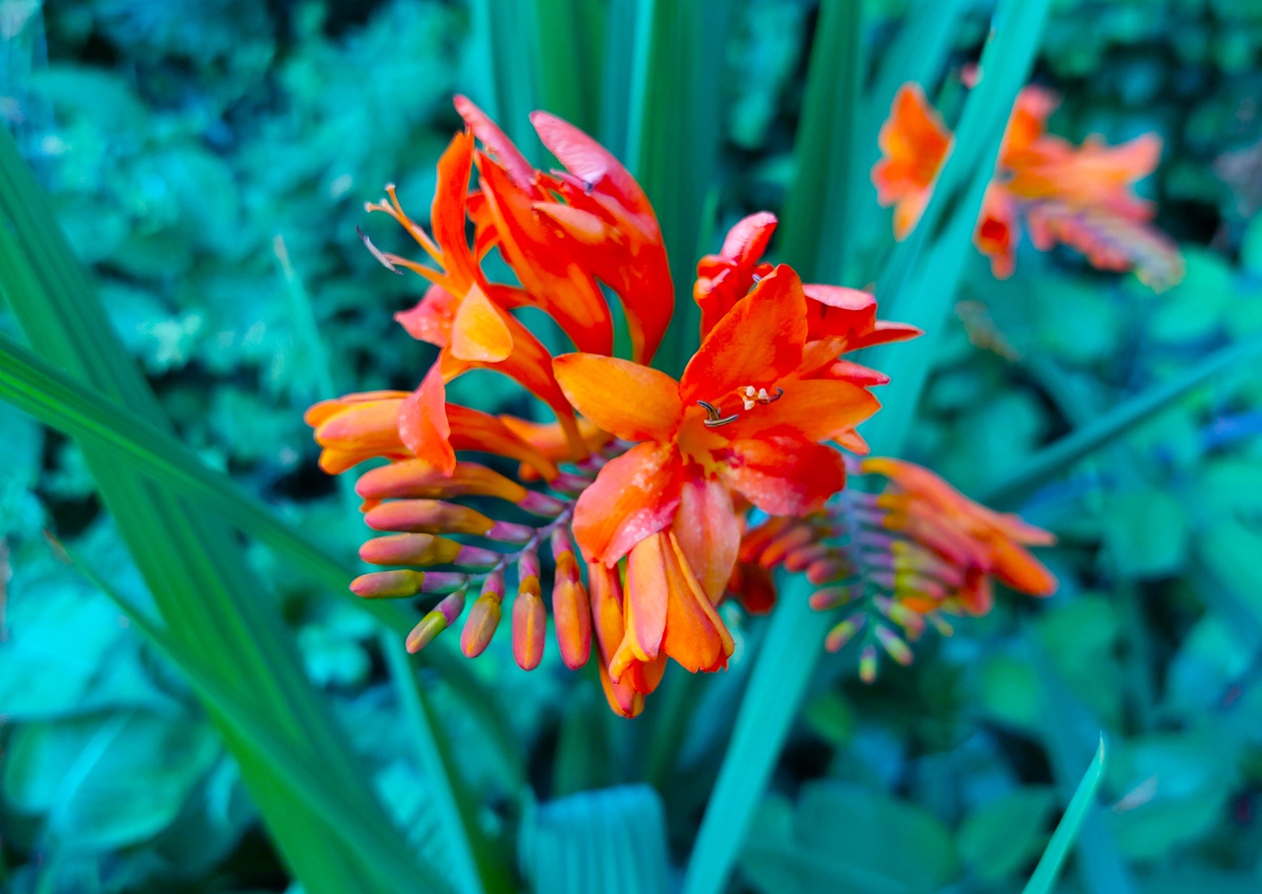 Crocosmia 'Fuego'