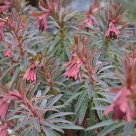 Euphorbia martinii 'Flame'