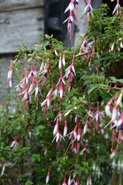 Fuchsia magellanica 'Arauco'