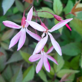 Gillenia trifoliata 'Pink Profusion'