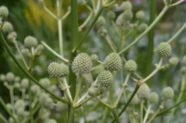 Eryngium paniculatum