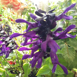 Salvia Rockin'™ 'Deep Purple'