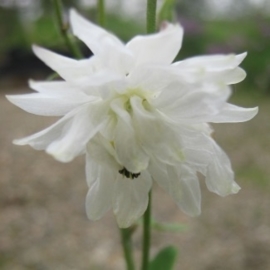 Aquilegia vulgaris 'White Barlow'