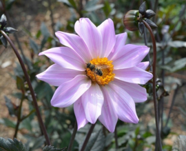 Dahlia 'Bishop of Leicester'