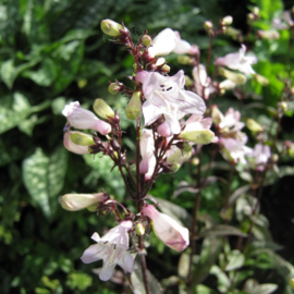 Penstemon digitalis 'Husker Red'