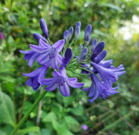 Agapanthus 'Bressingham Blue'
