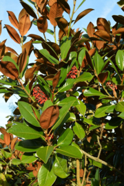 Magnolia grandiflora ‘Exmouth’