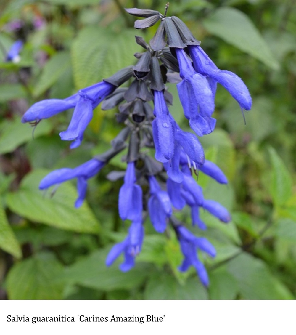 Salvia guaranitica 'Carines Amazing Blue' ®