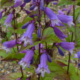 Penstemon smallii