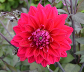Dahlia 'Engelhardts Matador'
