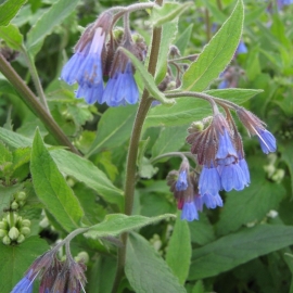 Symphytum grandiflorum 'Wisley Blue'