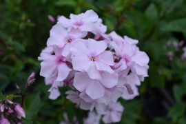 Phlox paniculata 'Rosa Pastell'