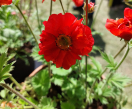 Geum 'Blazing Sunset'
