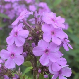 Phlox paniculata 'Hesperis'