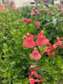 Salvia microphylla 'Peach Cobbler'