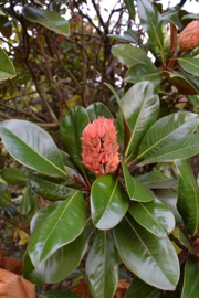 Magnolia grandiflora ‘Exmouth’