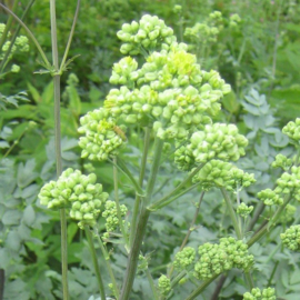 Thalictrum flavum ssp. glaucum