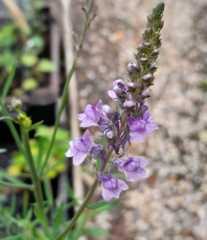 Linaria purpurea