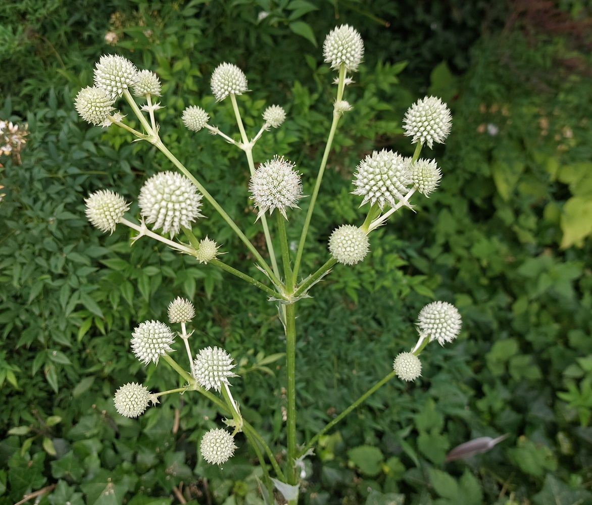 Eryngium yuccifolium