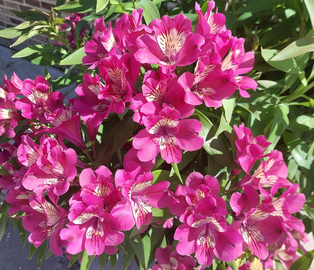 Alstroemeria 'Summer Chic'®