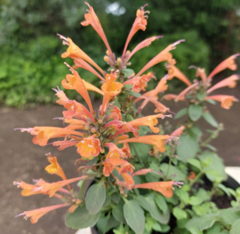 Agastache  'Apricot Sprite'