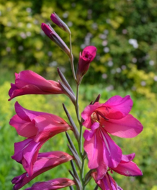 Gladiolus communis subsp. byzantinus