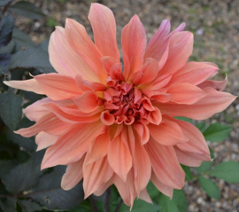 Dahlia  'Mango Madness'