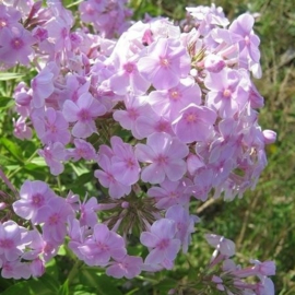 Phlox paniculata 'Lilac Clouds'