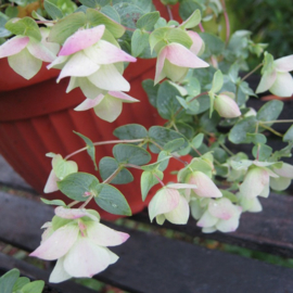 Origanum 'Kent Beauty'