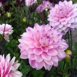 Dahlia 'Karma Prospero'®