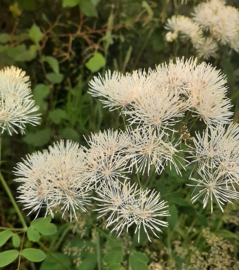 Thalictrum aquilegifolium 'Album'