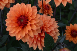 Dahlia 'Statue of Orange'