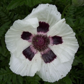 Papaver (Oriental Group) 'Royal Wedding'