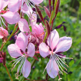 Gaura lindheimeri 'Siskiyou Pink'