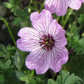 Geranium cinereum  'Ballerina'