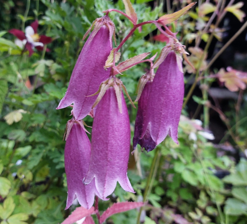 Campanula punctata rubriflora
