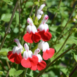 Salvia microphylla 'Hot Lips'