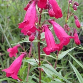 Penstemon 'Garnet'