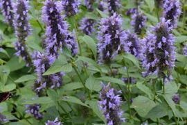 Agastache  'Black Adder'