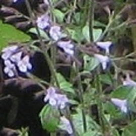 Calamintha nepeta