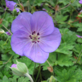 Geranium 'Azure Rush' ®