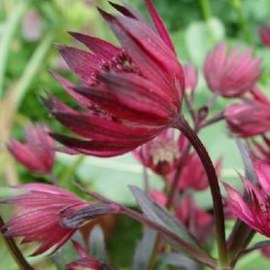 Astrantia  'Ruby Star' (PBR)