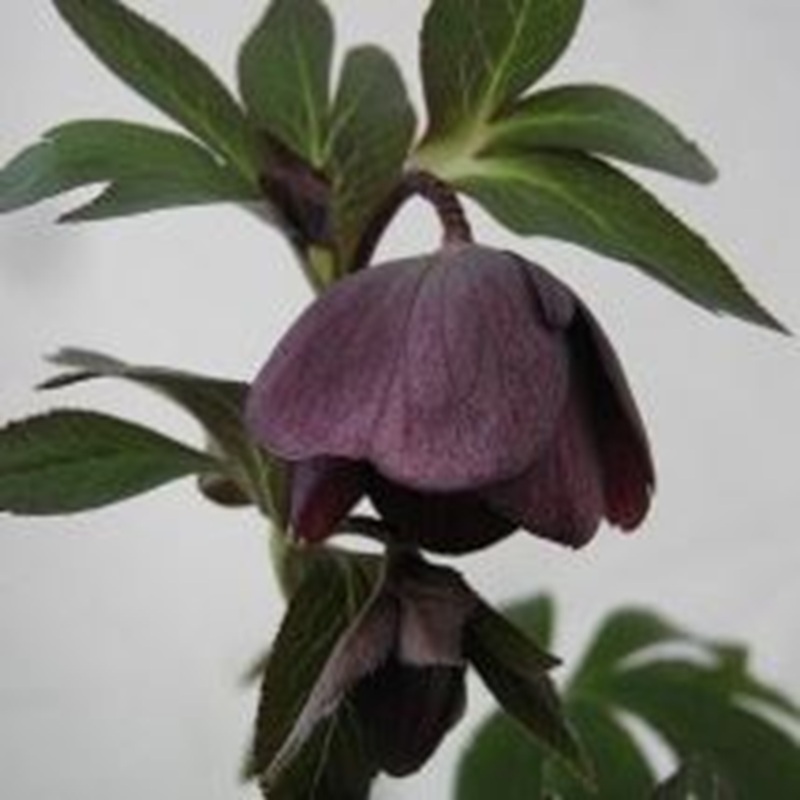 Helleborus orientalis