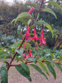 Fuchsia regia subsp. reitzii