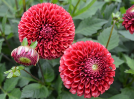 Dahlia 'Copperboy'