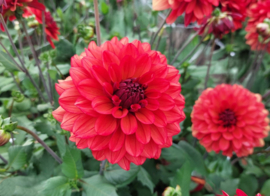 Dahlia 'Missis Miley'