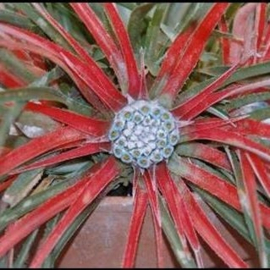 Fascicularia bicolor